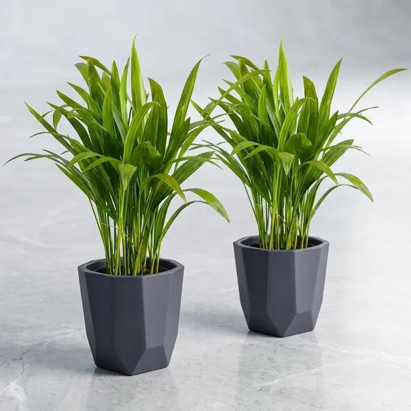 Areca_Palm_Indoor_Plant_In_Self_Watering_Pot_Pack_Of_2