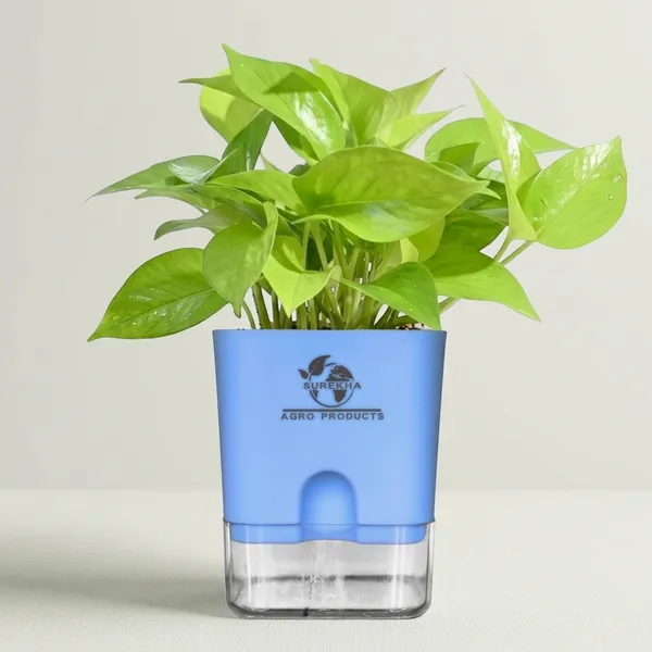 Golden_Money_Plant_In_Self_Watering_Pot