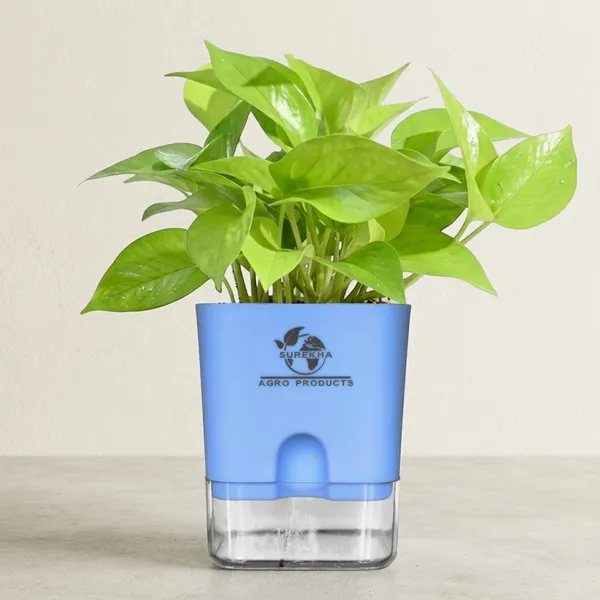 Golden_Money_Plant_In_Self_Watering_Pot