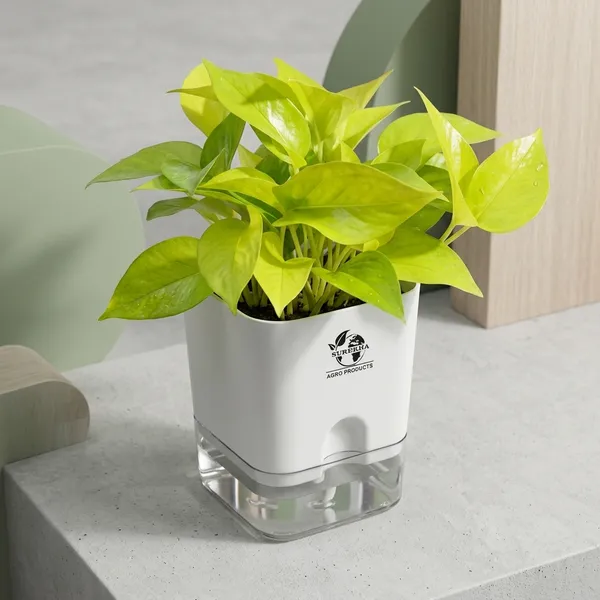 Golden_Money_Plant_In_Self_Watering_Pot