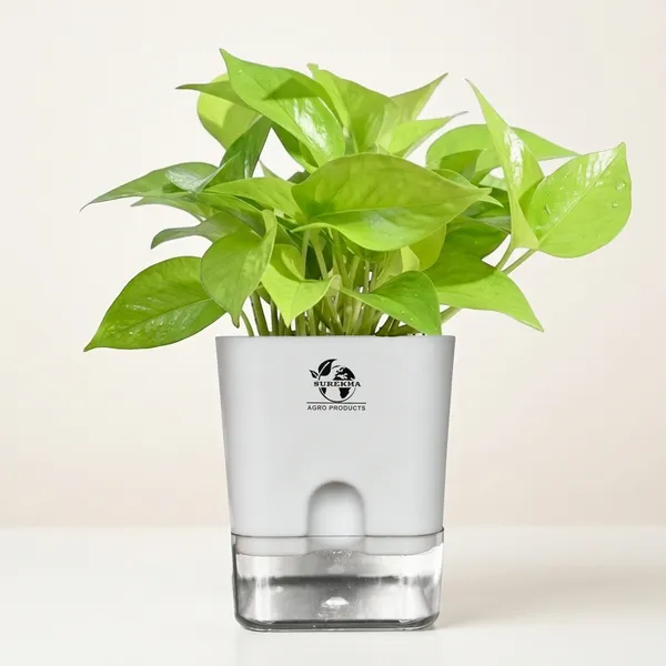 Golden_Money_Plant_In_Self_Watering_Pot