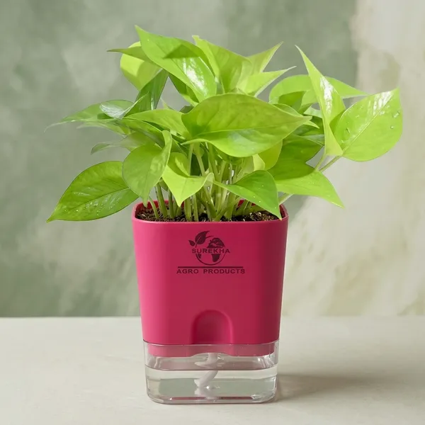 Golden_Money_Plant_In_Self_Watering_Pot