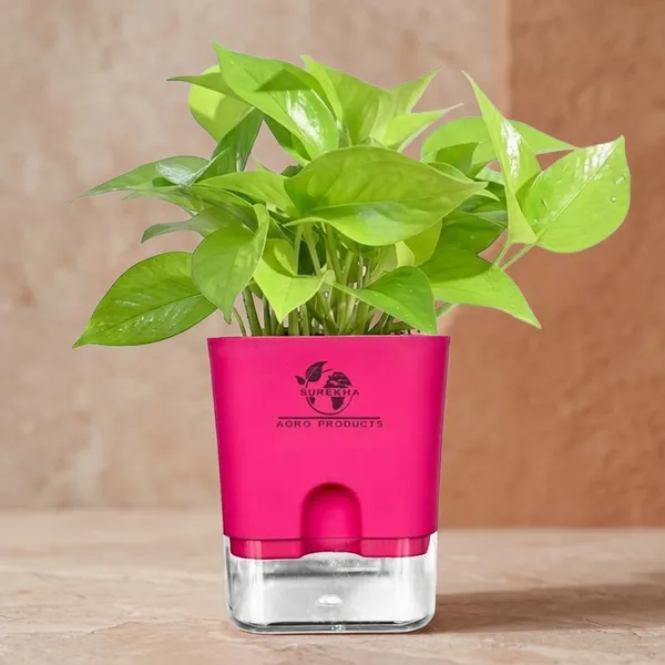 Golden_Money_Plant_In_Self_Watering_Pot