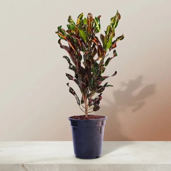 Croton_(Codiaeum_Variegatum_Mammi)_Plants_Live_in_5_inch_black_pot