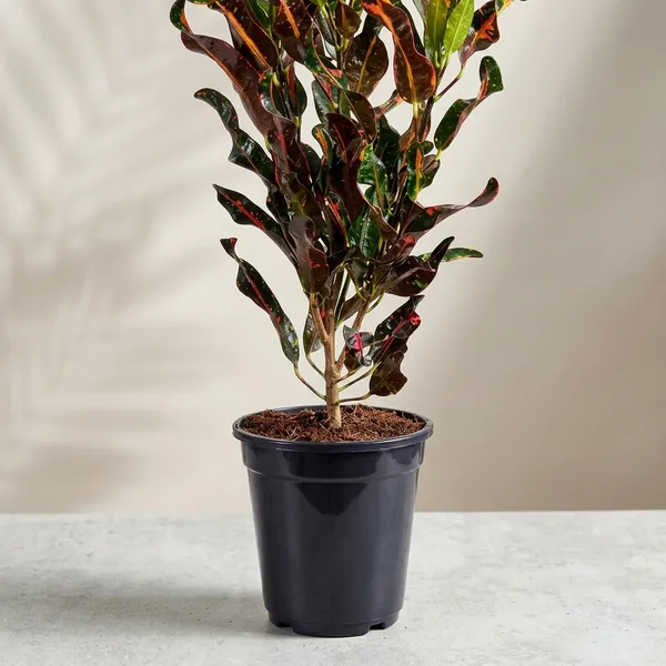 Croton_(Codiaeum_Variegatum_Mammi)_Plants_Live_in_5_inch_black_pot