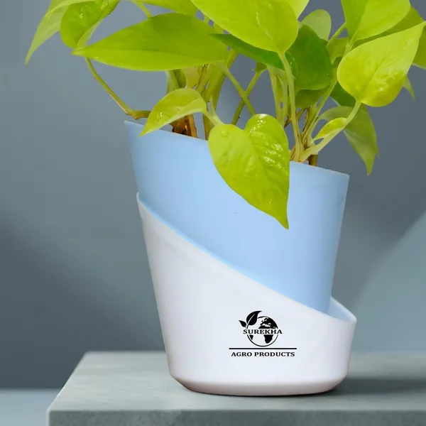 Golden_Money_Plant_In_Self_Watering_Pot