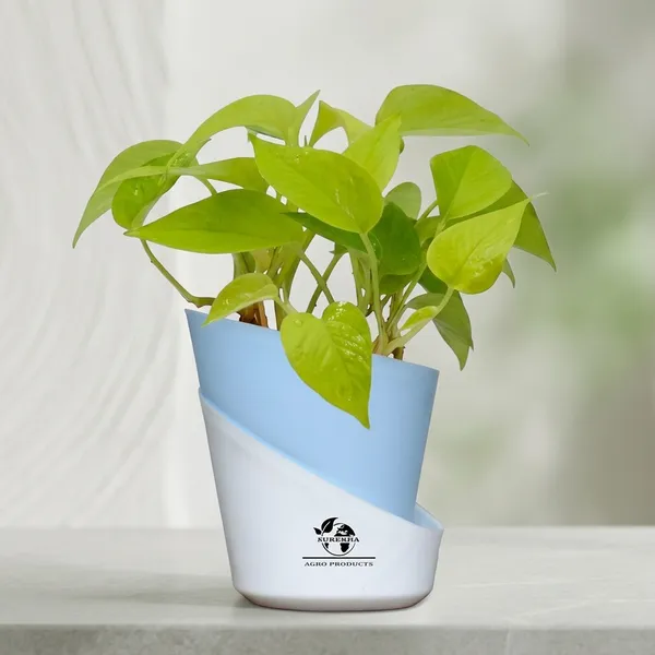 Golden_Money_Plant_In_Self_Watering_Pot