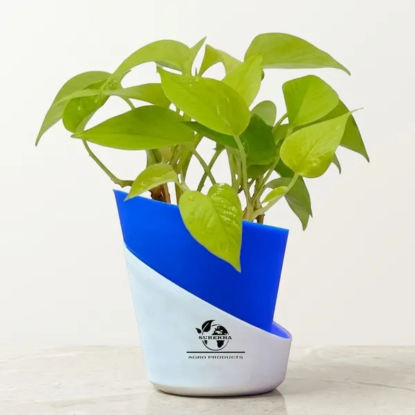 Golden_Money_Plant_In_Self_Watering_Pot