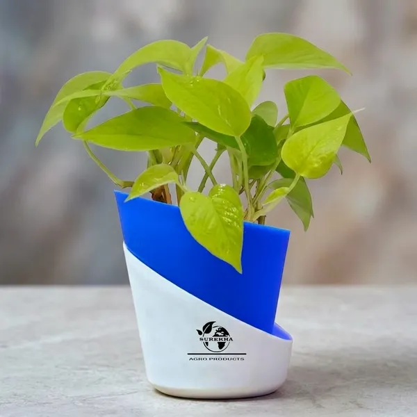 Golden_Money_Plant_In_Self_Watering_Pot