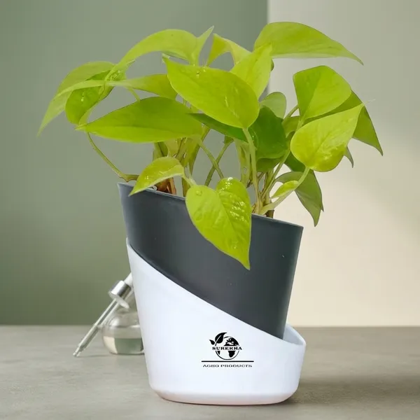 Golden_Money_Plant_In_Self_Watering_Pot