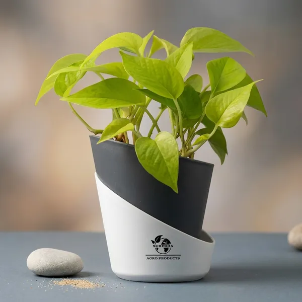 Golden_Money_Plant_In_Self_Watering_Pot