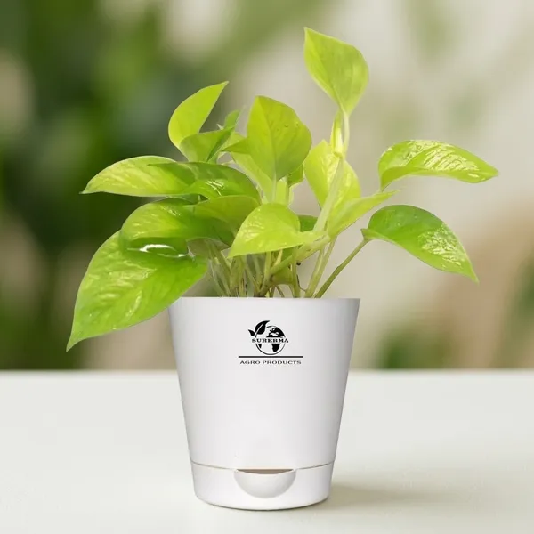 Golden_Money_Plant_In_Self_Watering_Pot