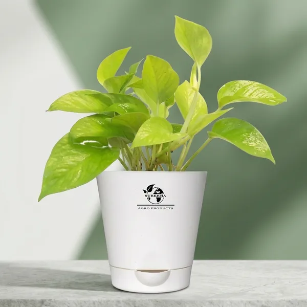 Golden_Money_Plant_In_Self_Watering_Pot