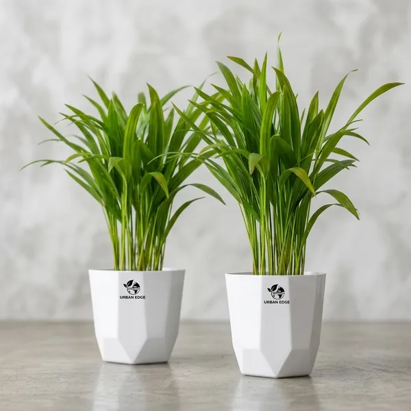 Areca_Palm_Indoor_Plant_In_Plastic_Pot_Pack_Of__2