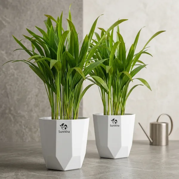 Areca_Palm_Indoor_Plant_In_Plastic_Pot_Pack_Of__2
