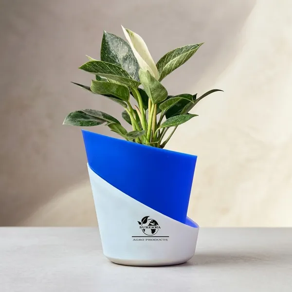 Philodendron_Green_Princess_In_Self_Watering_Pot