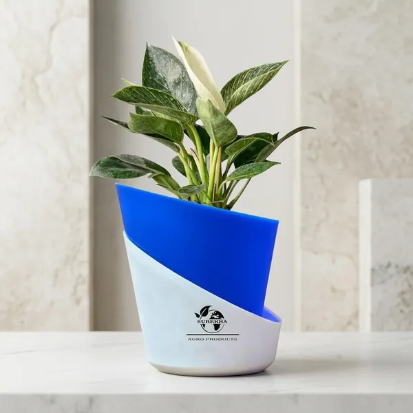 Philodendron_Green_Princess_In_Self_Watering_Pot
