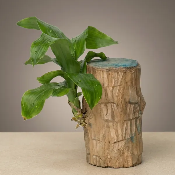 Lucky_Wood_Plant