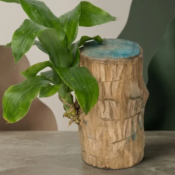 Lucky_Wood_Plant