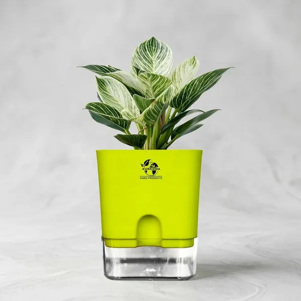 Philodendron_Green_Princess_With_Self_Watering_Pot