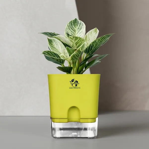 Philodendron_Green_Princess_With_Self_Watering_Pot