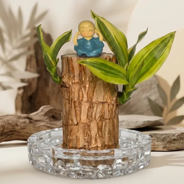 Brazilian_Wood_Plant_With_Pot