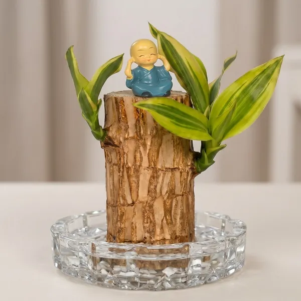 Brazilian_Wood_Plant_With_Pot