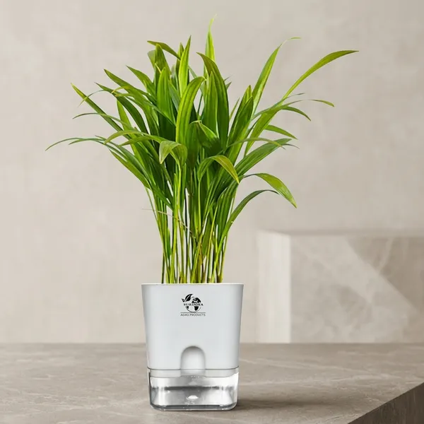 Areca_Palm_Indoor_Plant_In_Self_Watering_Pot