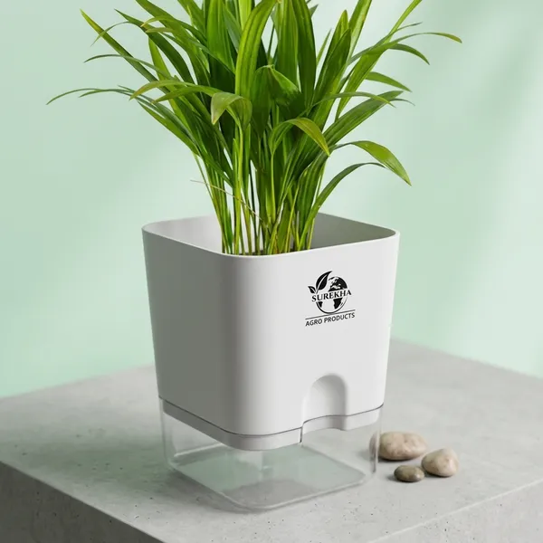 Areca_Palm_Indoor_Plant_In_Self_Watering_Pot