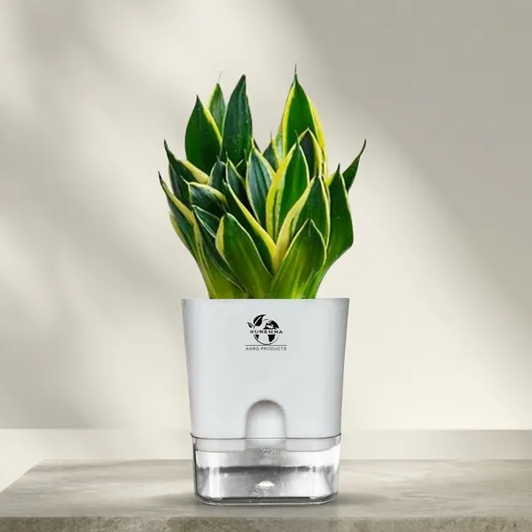 Snake_Plant_(Golden_Hahnii)_With_Self_Watering_Pot