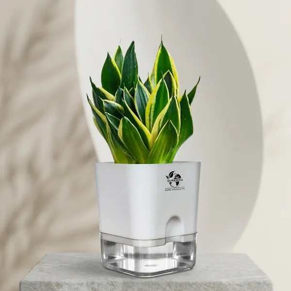 Snake_Plant_(Golden_Hahnii)_With_Self_Watering_Pot