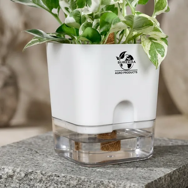 Money_Plant_N'Joy_In_Self_Watering_Pot