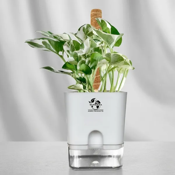 Money_Plant_N'Joy_In_Self_Watering_Pot