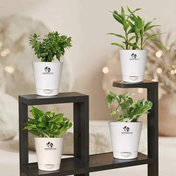 Indoor_Air_Purifier_Plant_Bundle_Pack_Of_4