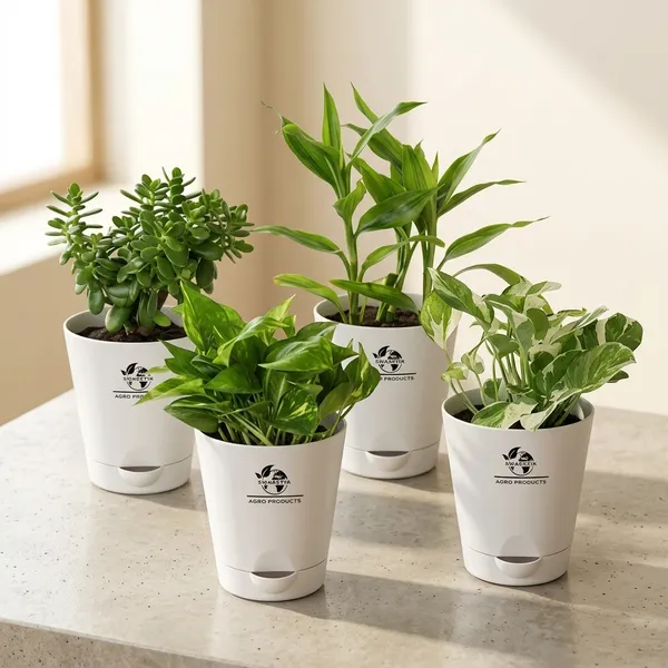 Indoor_Air_Purifier_Plant_Bundle_Pack_Of_4