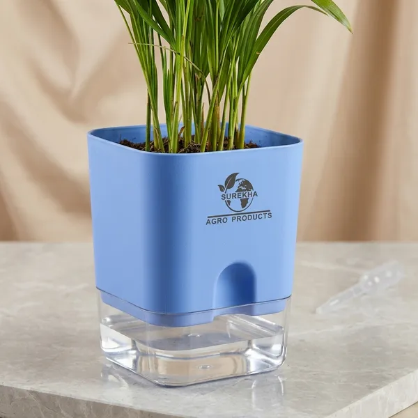 Spider_Plant_With_Self_Watering_Pot