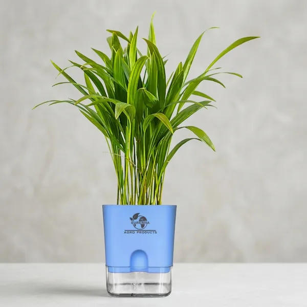 Spider_Plant_With_Self_Watering_Pot