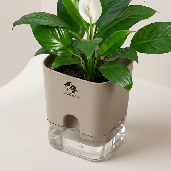 Peace_Lily_Live_Plant_With_Self_Watering_Pot