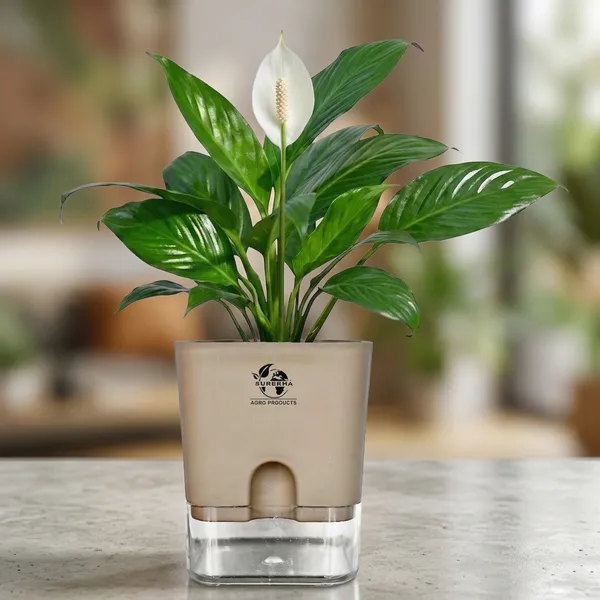 Peace_Lily_Live_Plant_With_Self_Watering_Pot