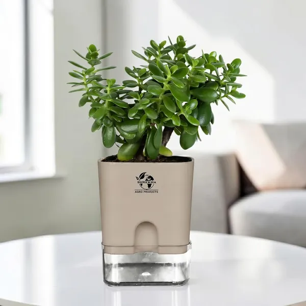 Jade_Plant_With_Self_Watering_Pot