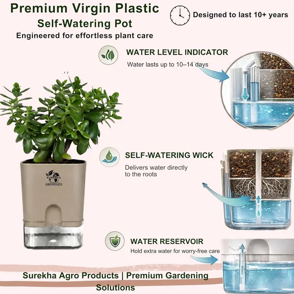 Jade_Plant_With_Self_Watering_Pot