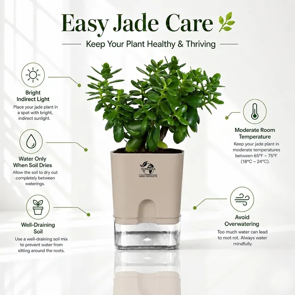 Jade_Plant_With_Self_Watering_Pot