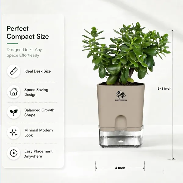 Jade_Plant_With_Self_Watering_Pot