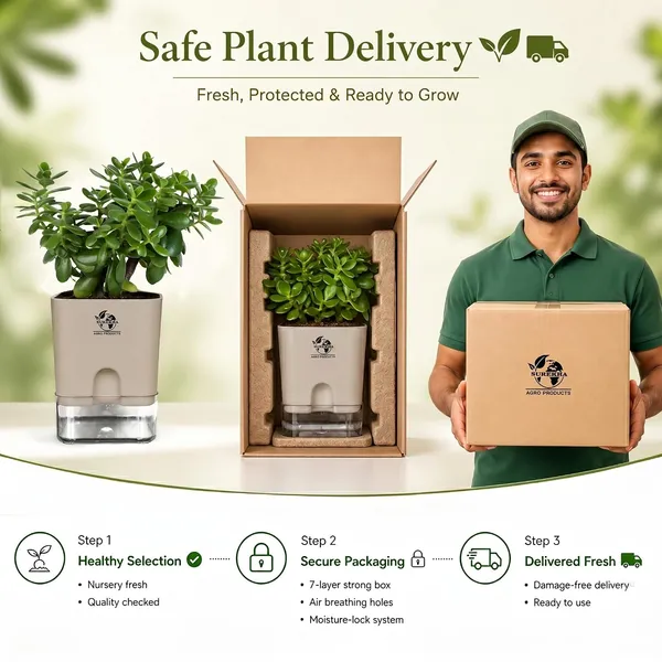 Jade_Plant_With_Self_Watering_Pot