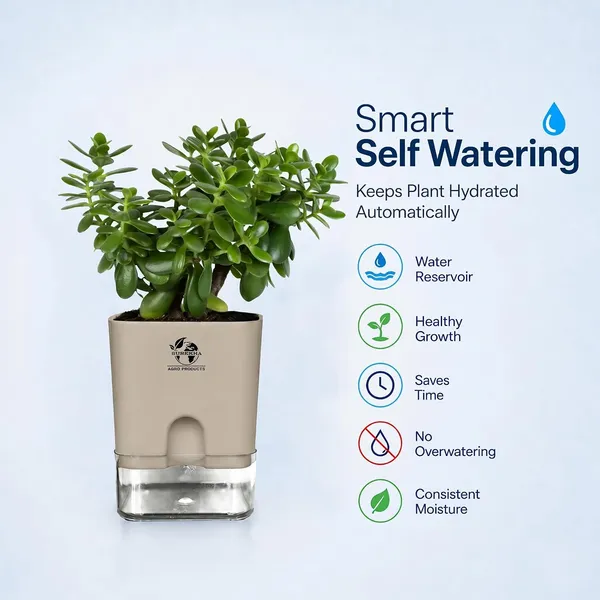 Jade_Plant_With_Self_Watering_Pot