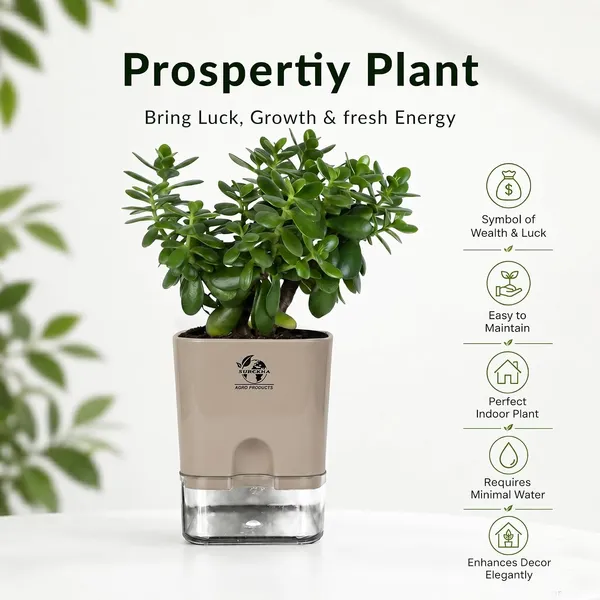 Jade_Plant_With_Self_Watering_Pot