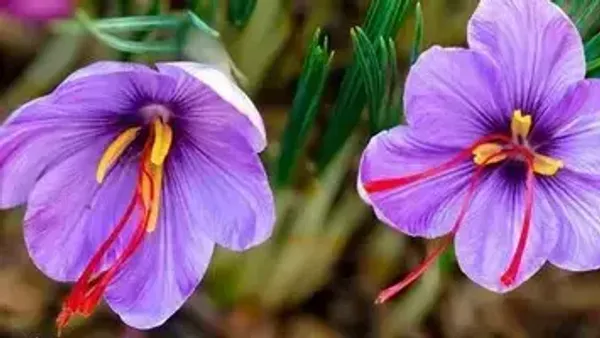 Saffron_Mogra_2gm_Pk