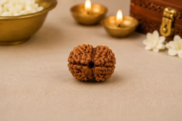 Original_2_Mukhi_Rudraksha_Natural_Authentic_Rudraksha_Namo_Aadhya