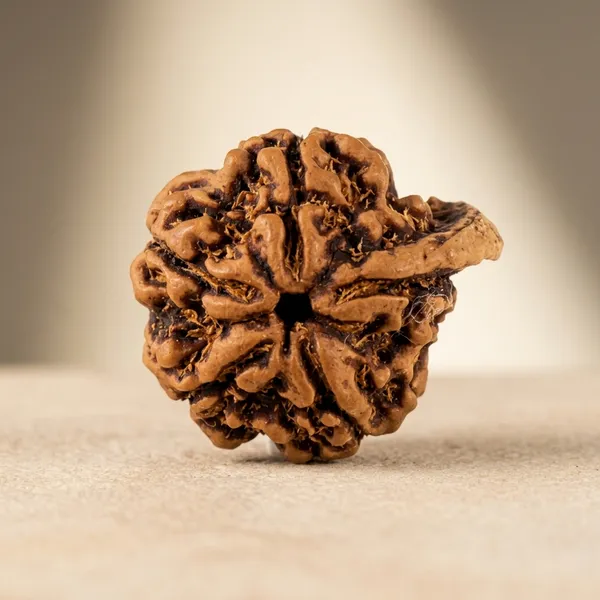 Natural_Rudraksha_Bead_for_Spiritual_and_Meditation_Use