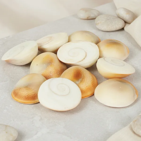 Natural_Seashells_Decorative_Craft_Shells